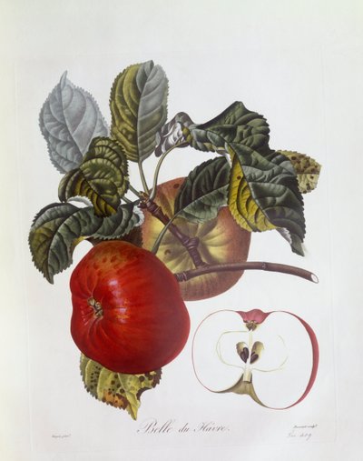 Apple "Belle du Havre", botanical plate by Pierre Jean Francois Turpin by Pierre Jean Francois Turpin