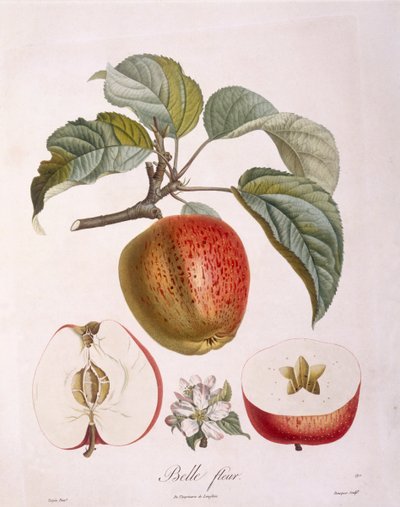 Apple "Belle fleur" botanical plate by Pierre Jean Francois Turpin by Pierre Jean Francois Turpin