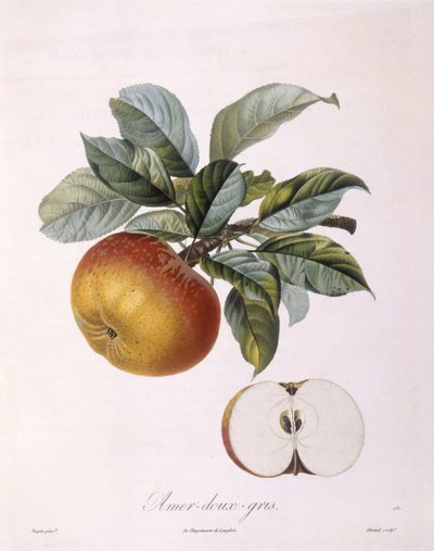 Apple "Doux Amer Gris" by Pierre Jean Francois Turpin