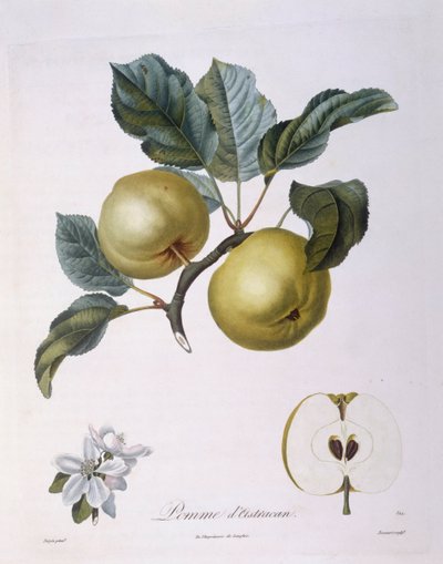 Apple "Pomme d