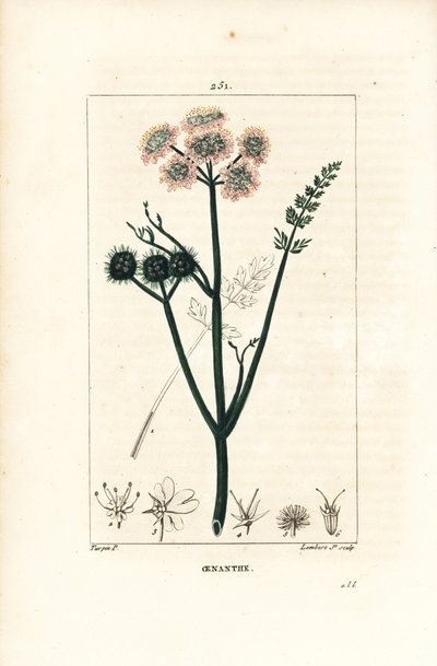 Aquatic oenanthe or water fennel - Fine-leaved water dropwort, Oenanthe aquatica by Pierre Jean Francois Turpin