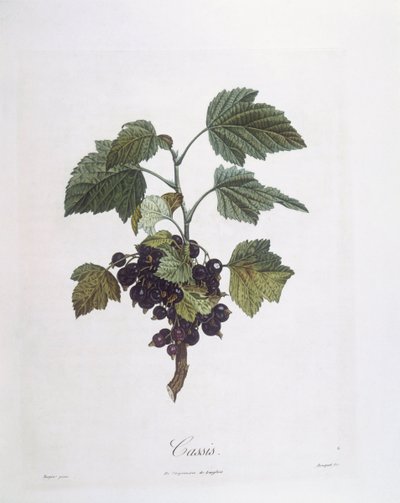 Blackcurrant (Ribes nigrum) or Cassis Noir de Bourgogne, botanical plate by Pierre Jean Francois Turpin by Pierre Jean Francois Turpin