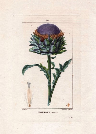 Artichoke Plant, Leaves and Flower (Handcoloured Stipple Copperplate Engraving by Lambert) by Pierre Jean Francois Turpin