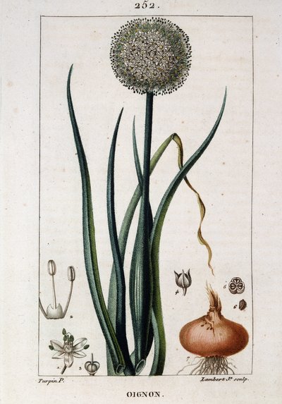 Botanical Board of the Onion - in 