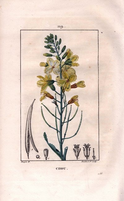 Cabbage Flower, Brassica oleracea. Handcoloured stipple copperplate engraving from Chaumeton, Poiret et Chamberet