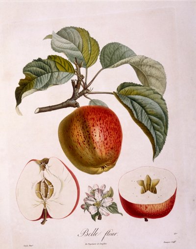 Botany - Rosaceae - Apple 
