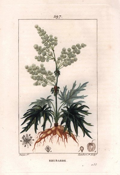 Botany: rhubarb - Rhubarb plant, leaves and roots, Rheum rhabarbarum by Pierre Jean Francois Turpin