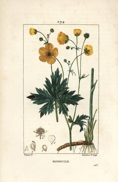 Buttercup - Upright Crowfoot, Ranunculus Acris by Pierre Jean Francois Turpin