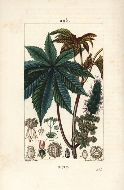 Castor oil plant, Ricinus communis, with leaf, flower, stalk, and seed by Pierre Jean Francois Turpin