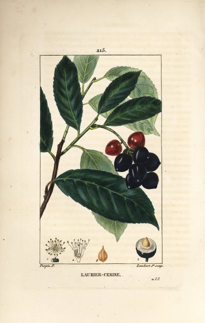 Cherry Laurel (from 