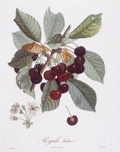 Cherry tree (Prunus avium), botanical plate by Pierre Jean Francois Turpin by Pierre Jean Francois Turpin