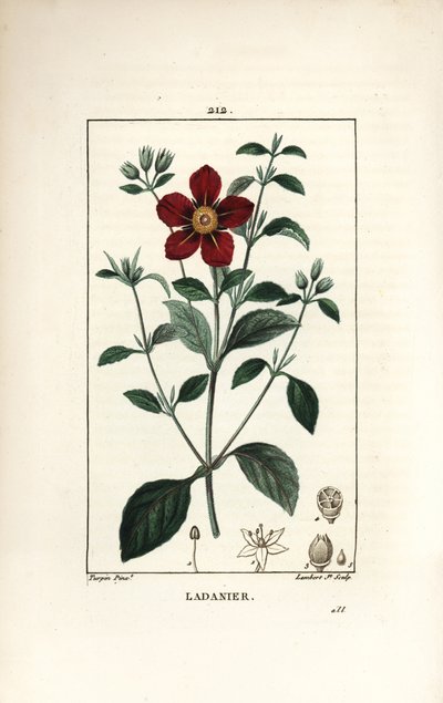 Gum Cistus, Cistus creticus by Pierre Jean Francois Turpin