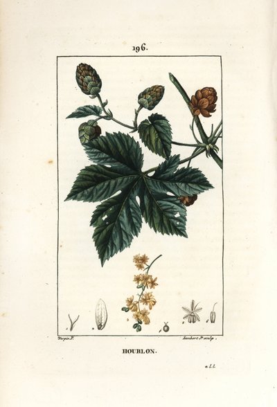Climbing Hops by Pierre Jean Francois Turpin