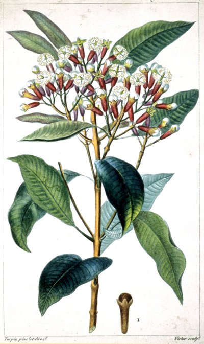 Clove tree and clove, middle of the 19th century by Pierre Jean Francois Turpin