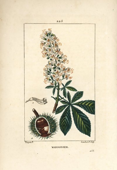Common Chestnut, Aesculus Hippocastanum by Pierre Jean Francois Turpin