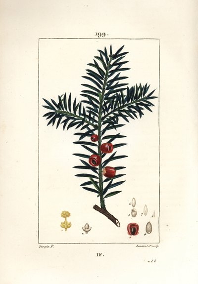 Common Yew by Pierre Jean Francois Turpin
