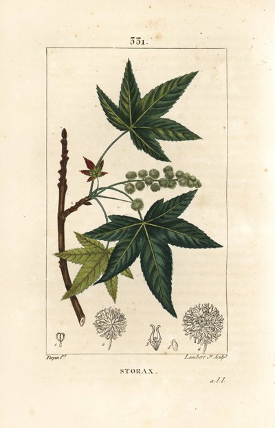 Copalm of America or Liquidambar by Pierre Jean Francois Turpin