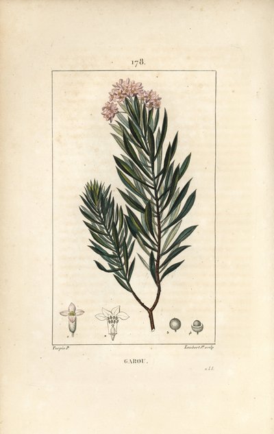 Spurge Flax by Pierre Jean Francois Turpin