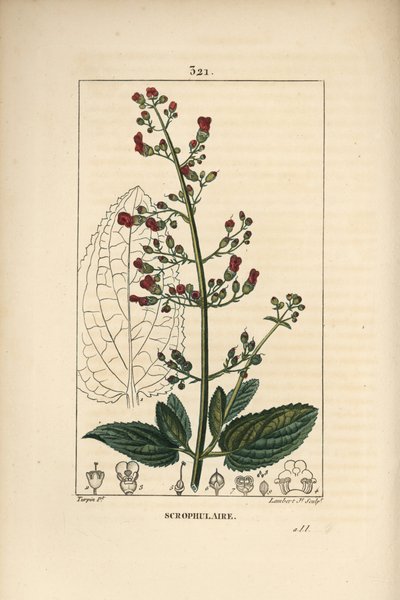 Ear scrofulary - Water figwort, Scrophularia aquatica, with flower, leaf, stem, seed and leaf outline by Pierre Jean Francois Turpin