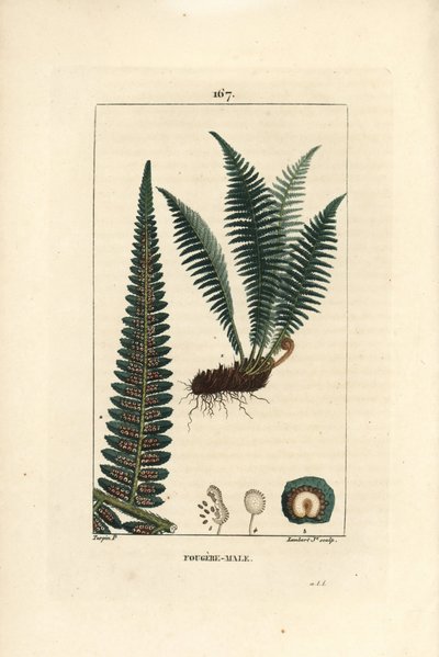 Male Shield Fern by Pierre Jean Francois Turpin