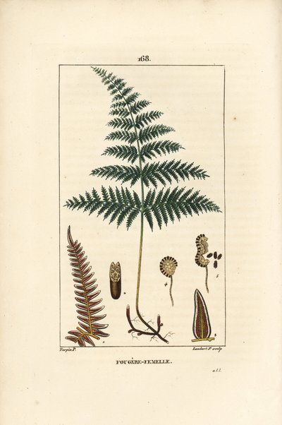 Female Fern or Bracken by Pierre Jean Francois Turpin