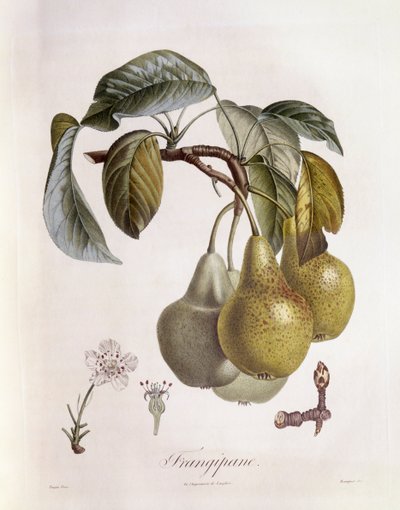 Frangipane Fruits, botanical plate by Pierre Jean Francois Turpin by Pierre Jean Francois Turpin