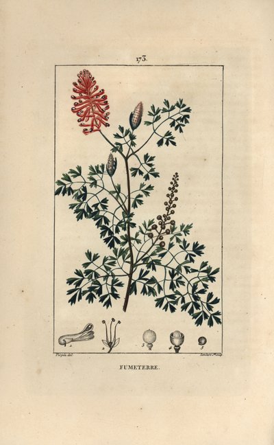 Fumitory by Pierre Jean Francois Turpin