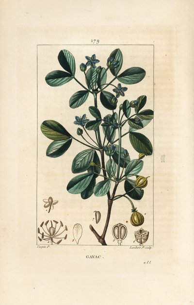 Guaiac or Holy Wood by Pierre Jean Francois Turpin