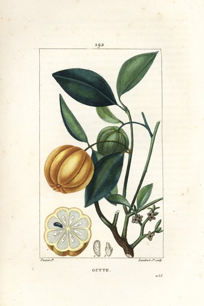 Garcinia gummi gutta or Malabar Tamarinier, Gambooge, Brindall Bay - Gum guttae tree, Cambogia gutta, with fruit, leaf, flower and fruit in section by Pierre Jean Francois Turpin
