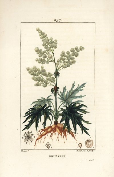 Garden Rhubarb - Rhubarb, Rheum rhabarbarum (Rheum palmatum), with Flower, Stalk, Leaf, Seed and Root. Handcoloured Stipple Copperplate Engraving by Lambert Junior from a Drawing by Pierre Jean-Francois Turpin from Chaumeton, Poiret and Chamberet