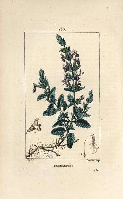 Germander by Pierre Jean Francois Turpin