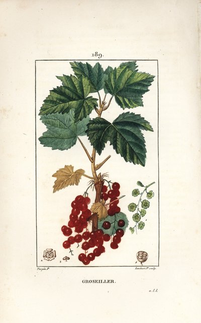 Redcurrant by Pierre Jean Francois Turpin