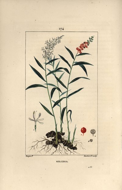 Grand galanga or Galanga - Greater or Thai galangal, Alpinia galanga, showing flowers, berries, leaves and rhizome root by Pierre Jean Francois Turpin