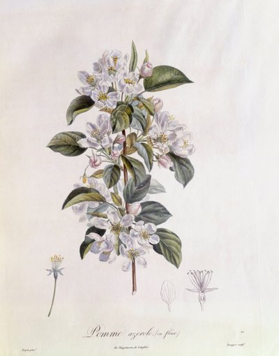 Hawthorn Flower, botanical plate by Pierre Jean Francois Turpin by Pierre Jean Francois Turpin