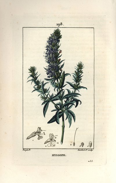 Hyssop Officinale or Hyssop, Hyssopus officinalis by Pierre Jean Francois Turpin