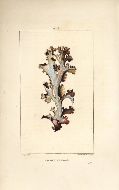 Iceland Lichen or Iceland Moss by Pierre Jean Francois Turpin