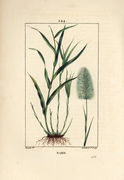 Indian nard, indicates, spicanard - Spikenard, Andropogon nardus, with leaf, root and flower by Pierre Jean Francois Turpin