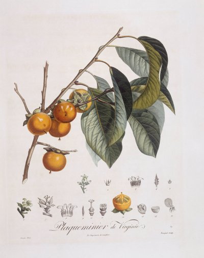 Japanese Persimmon or kaki (Diospyros kaki) by Pierre Jean Francois Turpin