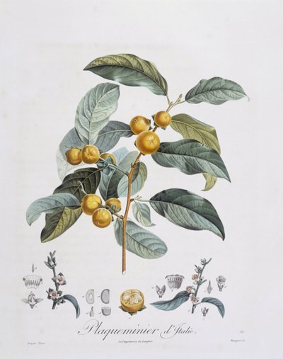 Japanese Persimmon or kaki (Diospyros kaki), botanical plate by Pierre Jean Francois Turpin by Pierre Jean Francois Turpin