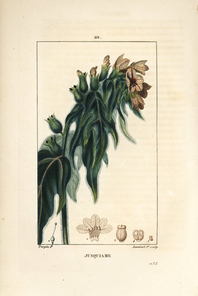 Poison Henbane, Hyoscyamus vulgaris, Flower, Leaf and Seed by Pierre Jean Francois Turpin
