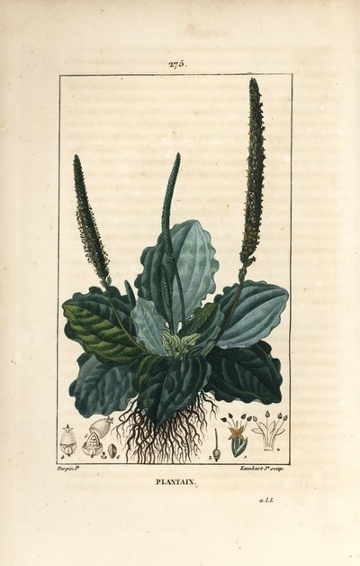 Large Plantain, Plantago Major by Pierre Jean Francois Turpin