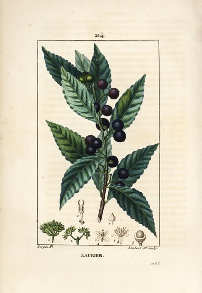 Laurel tree, Laurus nobilis, with leaf, berry and seed by Pierre Jean Francois Turpin