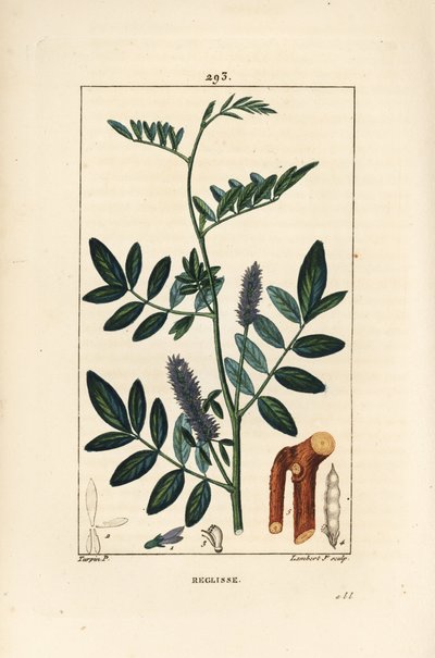 Licorice or Liquorice, Glycyrrhiza glabra by Pierre Jean Francois Turpin