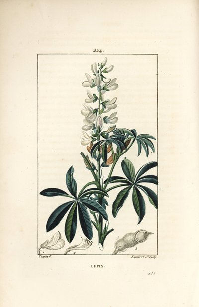 Lupin - White lupin, Lupinus sativus by Pierre Jean Francois Turpin