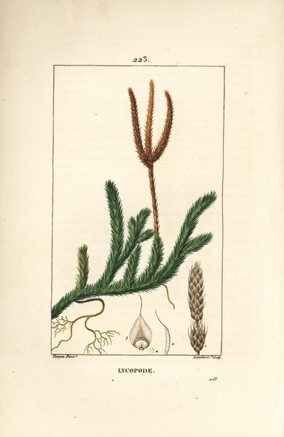 Lycopod officinal or grass with clubs - Common club moss, Lycopodium clavatum by Pierre Jean Francois Turpin