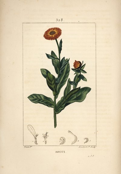 Marigold, Calendula Officinalis by Pierre Jean Francois Turpin