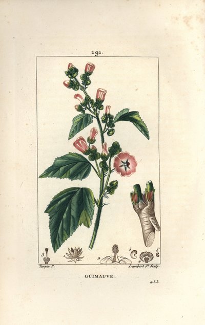 Marshmallow, Wild Marshmallow or White Mallow - Marsh mallow, Althaea officinalis by Pierre Jean Francois Turpin