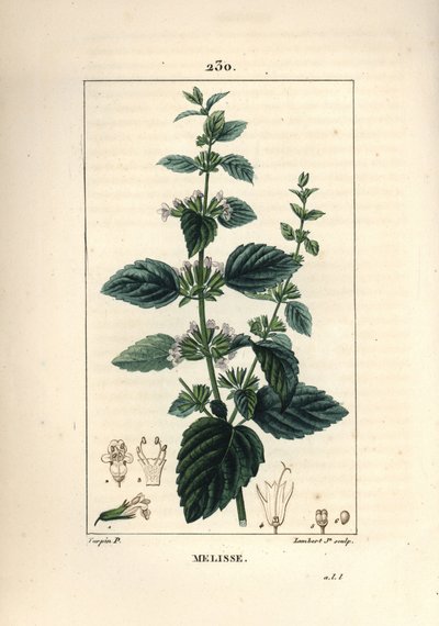 Melisse des jardins or melisse cultivated - Common balm, Melissa hydrtensis by Pierre Jean Francois Turpin