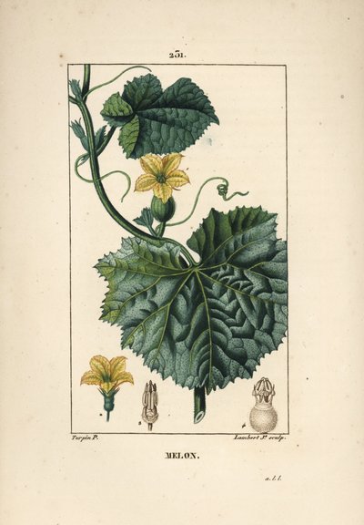 Melon Flowers - Melon flower, Cucumis melo (from La Flore Medicale) by Pierre Jean Francois Turpin