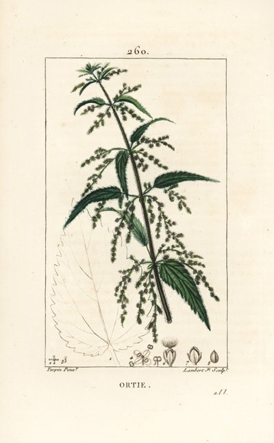 Common Stinging Nettle, Urtica Dioica by Pierre Jean Francois Turpin